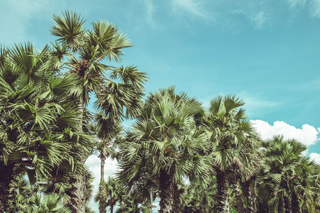 Retro Filtered Single Palm Treeの写真素材