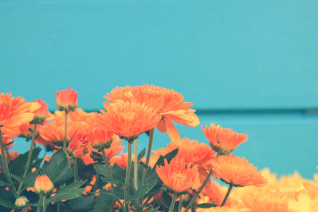 Flower background. Yellow orange flower in the garden with filter effect retro vintage styleの写真素材