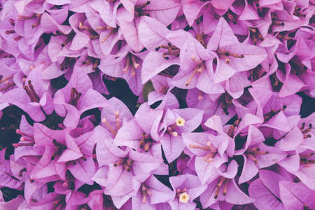 Flower background. Pink purple flower in the garden with filter effect retro vintage styleの写真素材