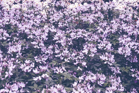 Flower background. Pink purple flower in the garden with filter effect retro vintage styleの写真素材