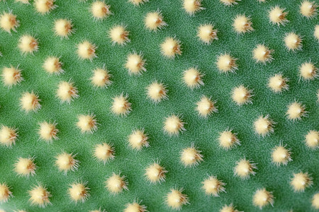 abstract background textuer of Cactus succulent plantの写真素材