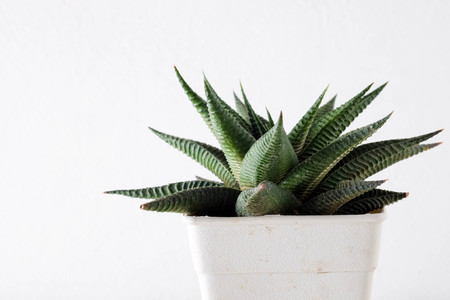 succulents or cactus in concrete pots over white background on the shelfの写真素材