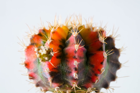 succulents or cactus in concrete pots over white background on the shelfの写真素材