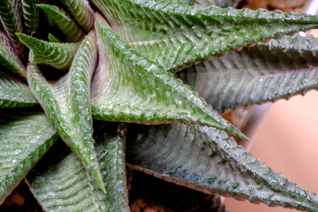 abstract background textuer of Cactus succulent plantの写真素材