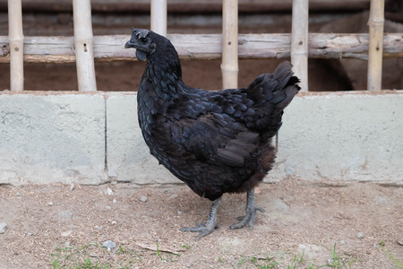 Black chicken hen that has feathers all along its talonsの写真素材