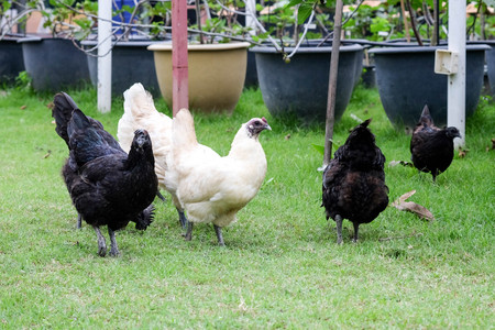 Black chicken hen that has feathers all along its talons Black chicken hen that has feathers all along its talons