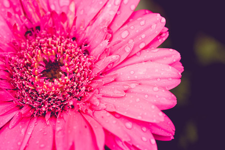 Flower background. Pink purple flower in the garden with filter effect retro vintage style