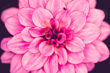 Flower background. Pink purple flower in the garden with filter effect retro vintage style Flower background. Pink purple flower in the garden with filter effect retro vintage style