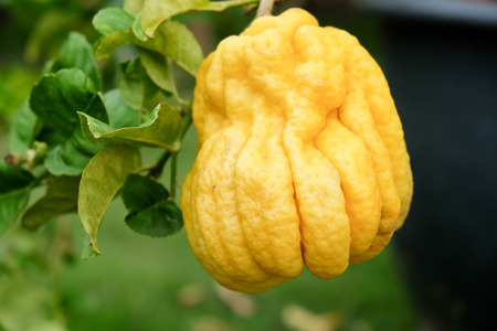 Buddha's Hand fingered citron, A unique ripe yellow fruit that strange shape than other orangeの素材 [FY31097655558]