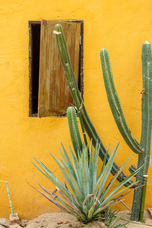 Cactus succulent plant in the greenhouseの写真素材