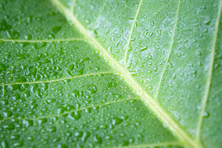  Soft Focus nature background texture  green leaf with water drop.