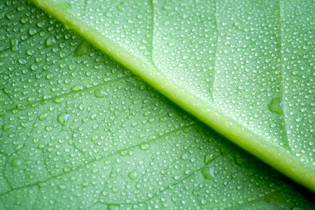  Soft Focus nature background texture  green leaf with water drop.の写真素材