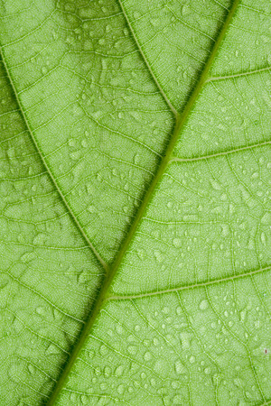 Soft Focus nature background texture green leaf with water drop.の写真素材