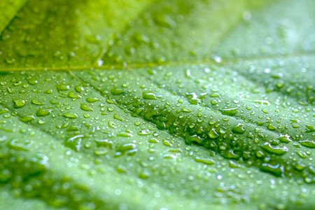 Soft Focus nature background texture green leaf with water drop.