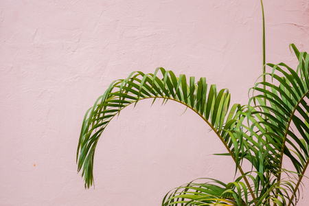 green palm leaf with white wall backgroundの写真素材