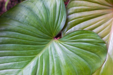 green leaf texture backgroundの写真素材