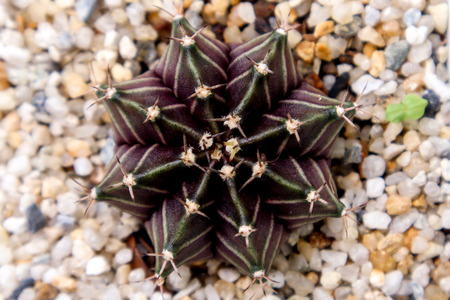 Gymnocalycium Mihanovichii Cactus and Succulent