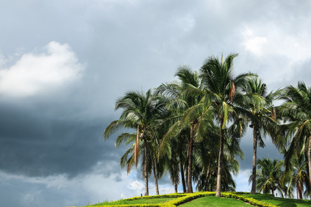 Coconut palm trees against blue skyの写真素材
