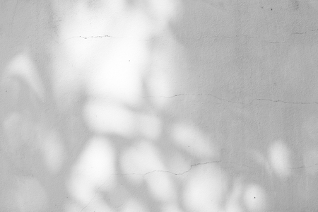 Black and White abstract background textuer of shadows leaf on a concrete wallの写真素材