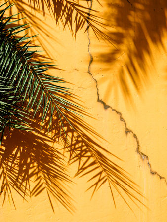 abstract background texture of shadows leaf on yellow concrete wallの写真素材