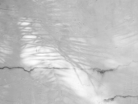 Black and White abstract background textuer of shadows leaf on a concrete wallの写真素材
