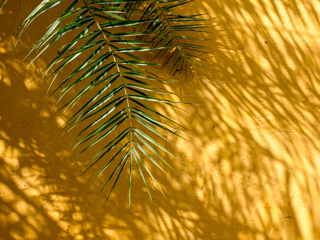abstract background texture of shadows leaf on yellow concrete wallの写真素材