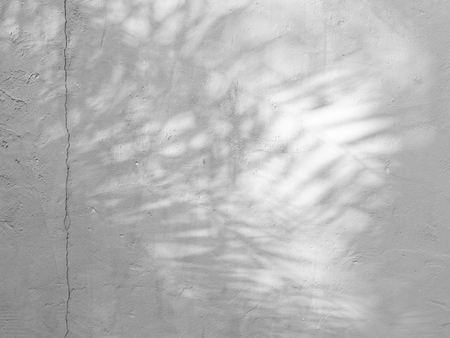 Black and White abstract background textuer of shadows leaf on a concrete wallの写真素材
