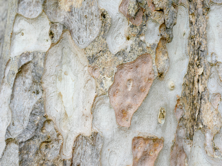 Tree bark wood texture abstract backgroundの写真素材