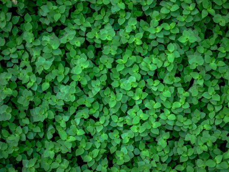 background texture green ivy bush wall in gardenの写真素材