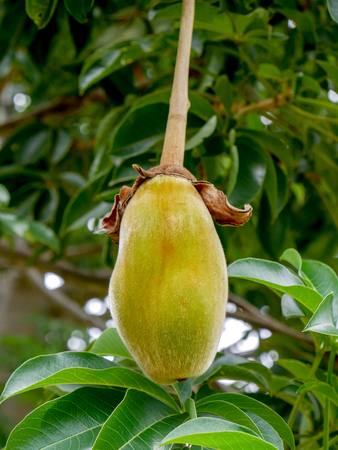 African baobab fruit or Monkey bread