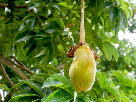 African baobab fruit or Monkey breadの写真素材