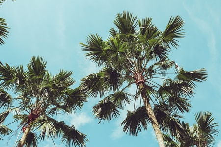 Retro Filtered Single Palm Treeの写真素材