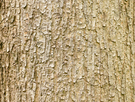 Tree bark wood texture abstract backgroundの写真素材