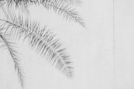 Black and White abstract background textuer of shadows leaf on a concrete wallの写真素材