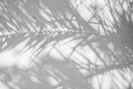 Black and White abstract background textuer of shadows leaf on a concrete wall
