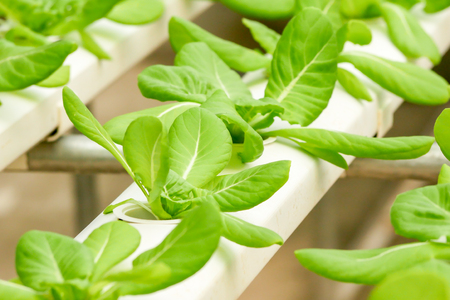 Organic hydroponic vegetable farm growing in greenhouseの写真素材