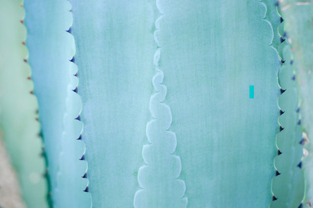 abstract background textuer of Cactus succulent plantの写真素材