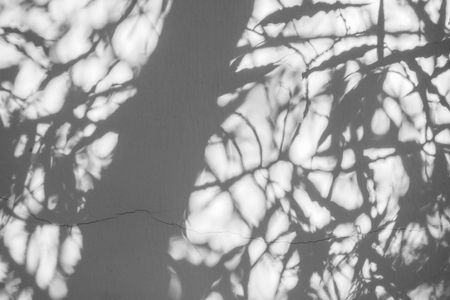 Black and White abstract background textuer of shadows leaf on a concrete wallの写真素材