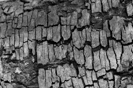Tree bark wood texture abstract backgroundの写真素材