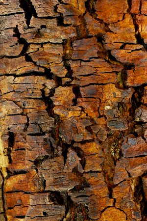 Tree bark wood texture abstract background