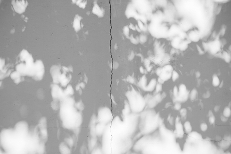 Black and White abstract background textuer of shadows leaf on a concrete wallの写真素材