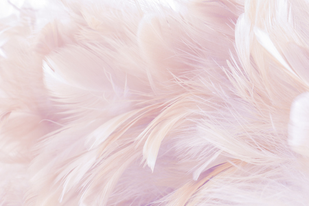 Pink Abstract background Bird and chickens feather texture ,blur style and soft color of art designの写真素材