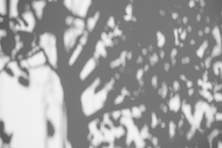 Black and White abstract background texture of shadows leaf on a concrete wallの写真素材