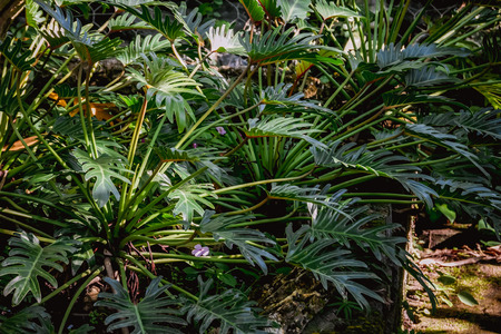 Background texture tropical flowers and leaves Natural conceptの写真素材