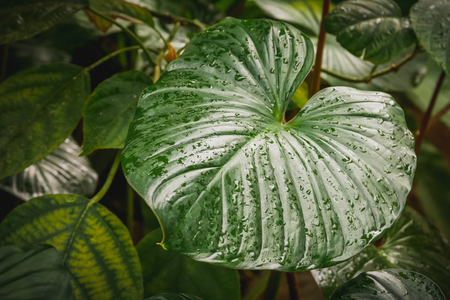 Background texture tropical flowers and leaves Natural conceptの写真素材
