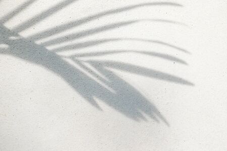 abstract background texture of shadows palm leaves on a concrete wall