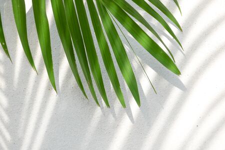 abstract background texture of shadows palm leaves on a concrete wall