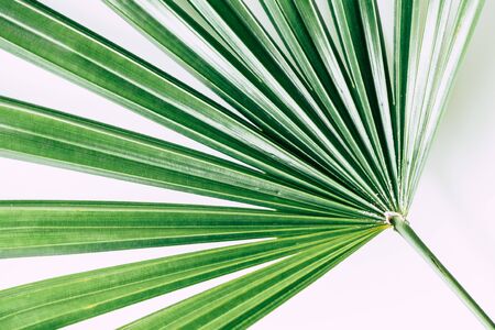 tropical plants on white backgroundの写真素材