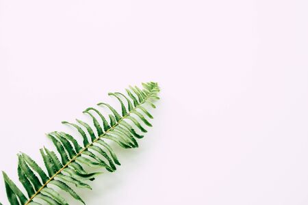 tropical plants on white backgroundの写真素材