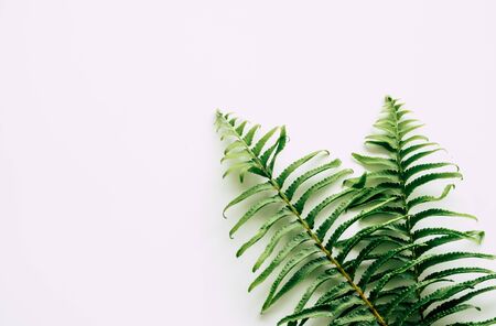 tropical plants on white backgroundの写真素材